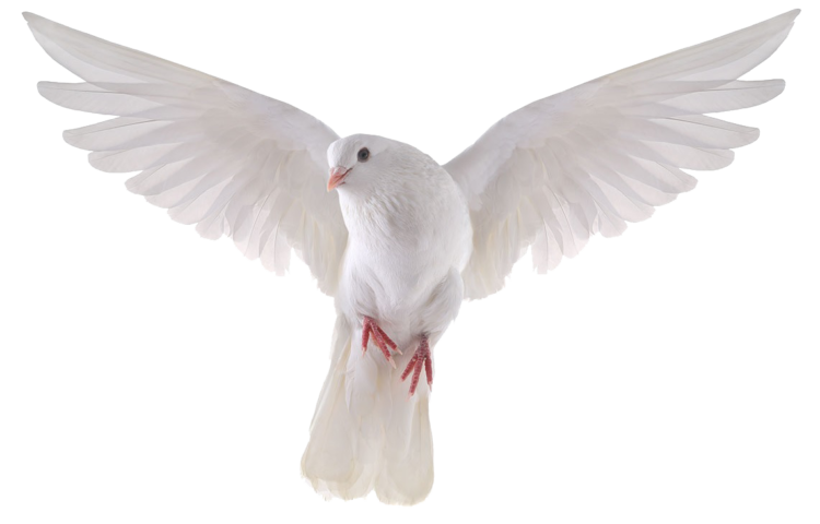 white dove with spreaded wings